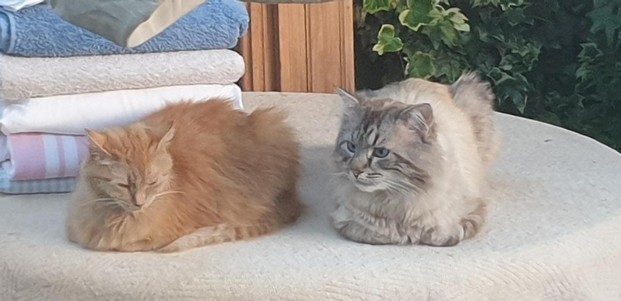 The Garden Room, Pets, Fridge Tv Честър Екстериор снимка